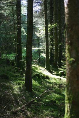 Kylebrack Forest